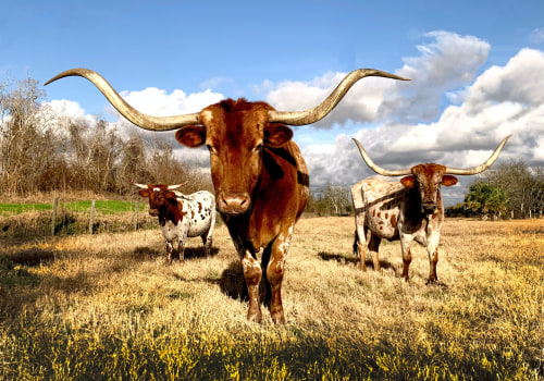 The Iconic State of Texas: A Local's Perspective